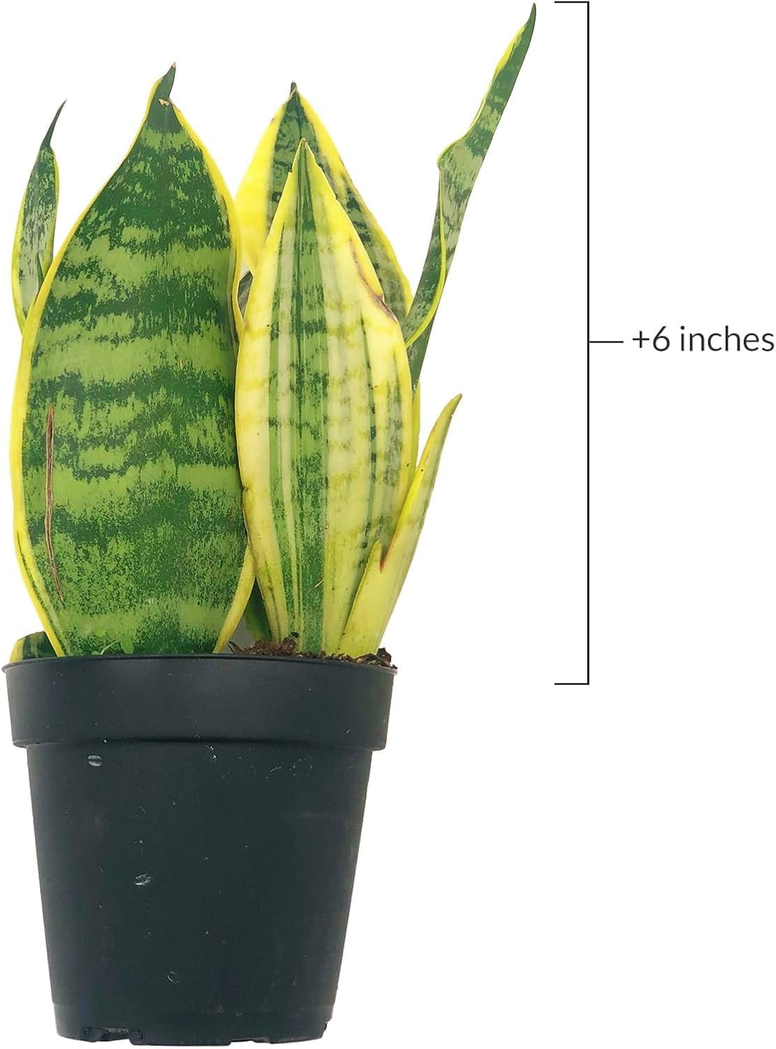 Live Snake Plant – Sansevieria Superba Trifasciata – ragnaroc Tropical Plant in 4” Pot +6” Plant Height - 2ct - Indoor House Plant in Pot, Potted Succulent Plant