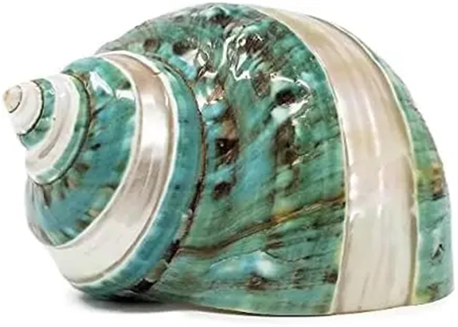 GSCLZ Hermit Crab Shells Large Turbo Shell Shells for Crafts Beachy Decor Nautical Decorations for Home Hermit Crab Replacement Shell For Fish Tank(Green white)