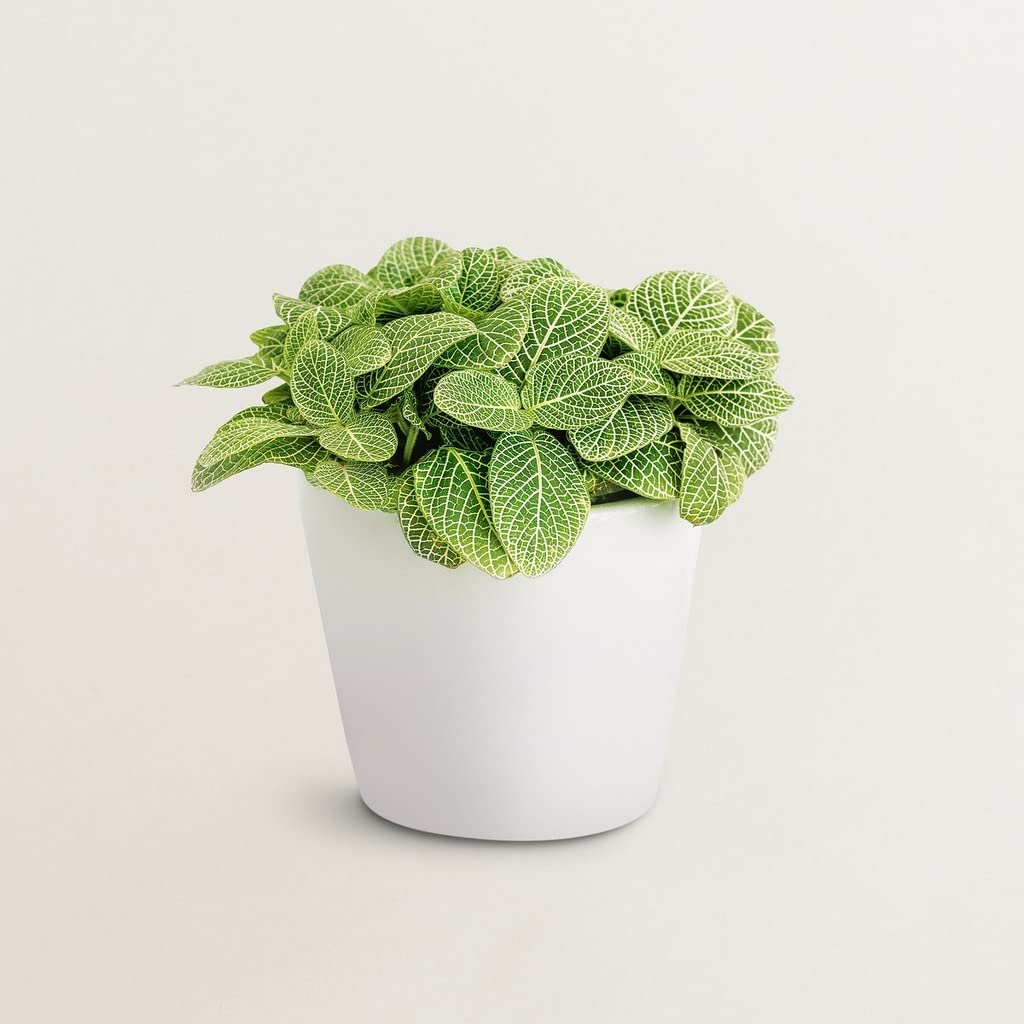 Creative Farmer Fittonia Mini (With Pot) - Any Colour Exotic Live Plant Healthy Live (Healthy Live Plant) (B09SDC8PHB) Amazon Price History, Amazon Price Tracker