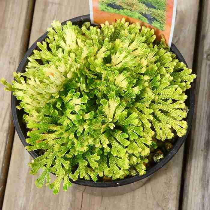 Amazon.co.jp: 岩ひば 苗 玉貴扇 2.5号 イワヒバ 岩ヒバ 山野草 盆栽