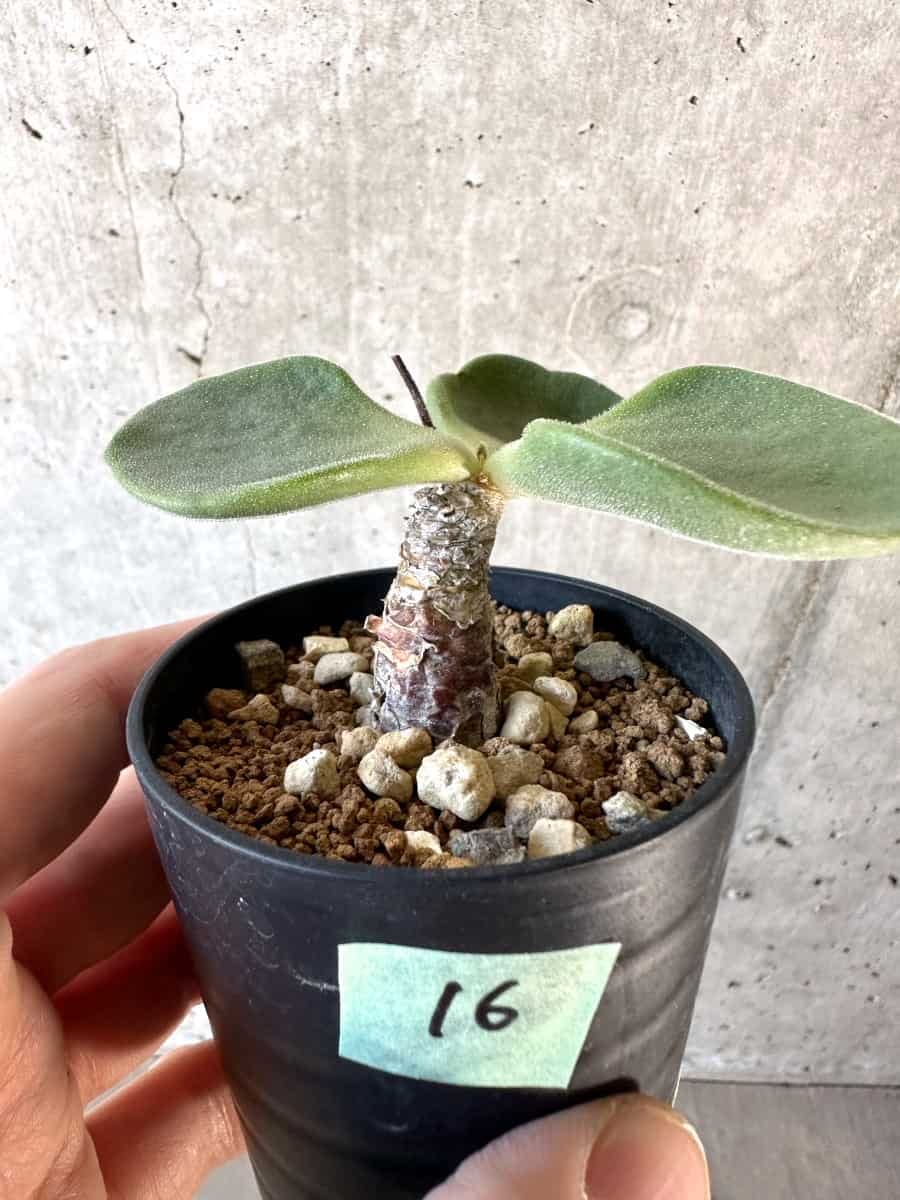 Amazon｜【現品限り】チレコドン・アトロプルプレウス【D16