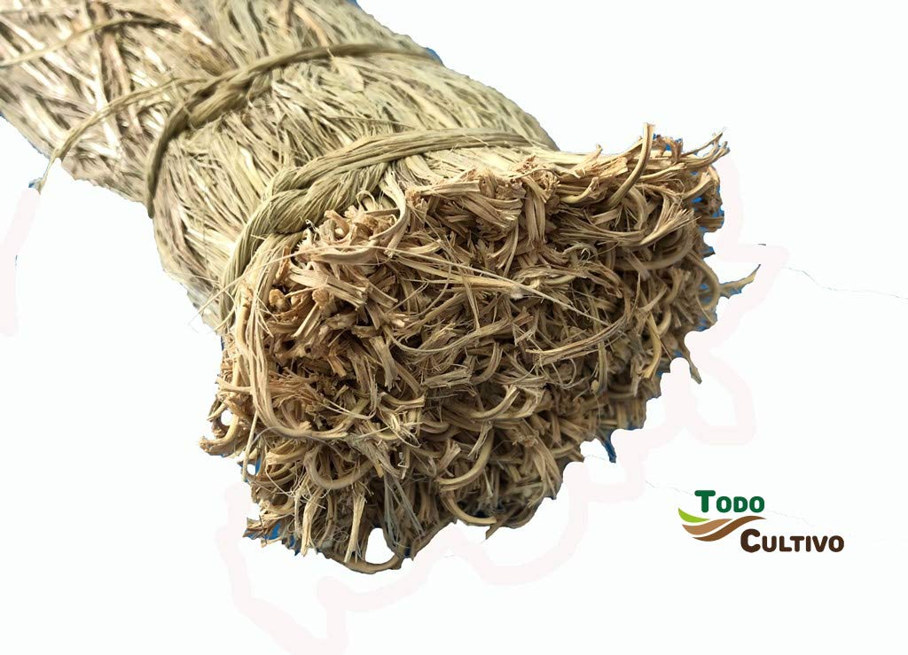 Todocultivo Sparte Naturel pilée ou aplastado. 75. Longueur – 600 grammes de Poids