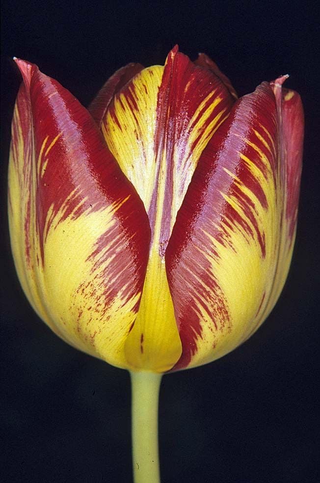 See full amazon price history chart for Ritz Farming® Tulip Imported Flower Bulbs for Home and Gardening Pack of 2 Bulbs (YELLOW WITH MAROON) Ritz Farming® Tulip Imported Flower Bulbs for Home and Gardening Pack of 2 Bulbs (YELLOW WITH MAROON) (B0D9P7VK5Z) Amazon Price History, Amazon Price Tracker