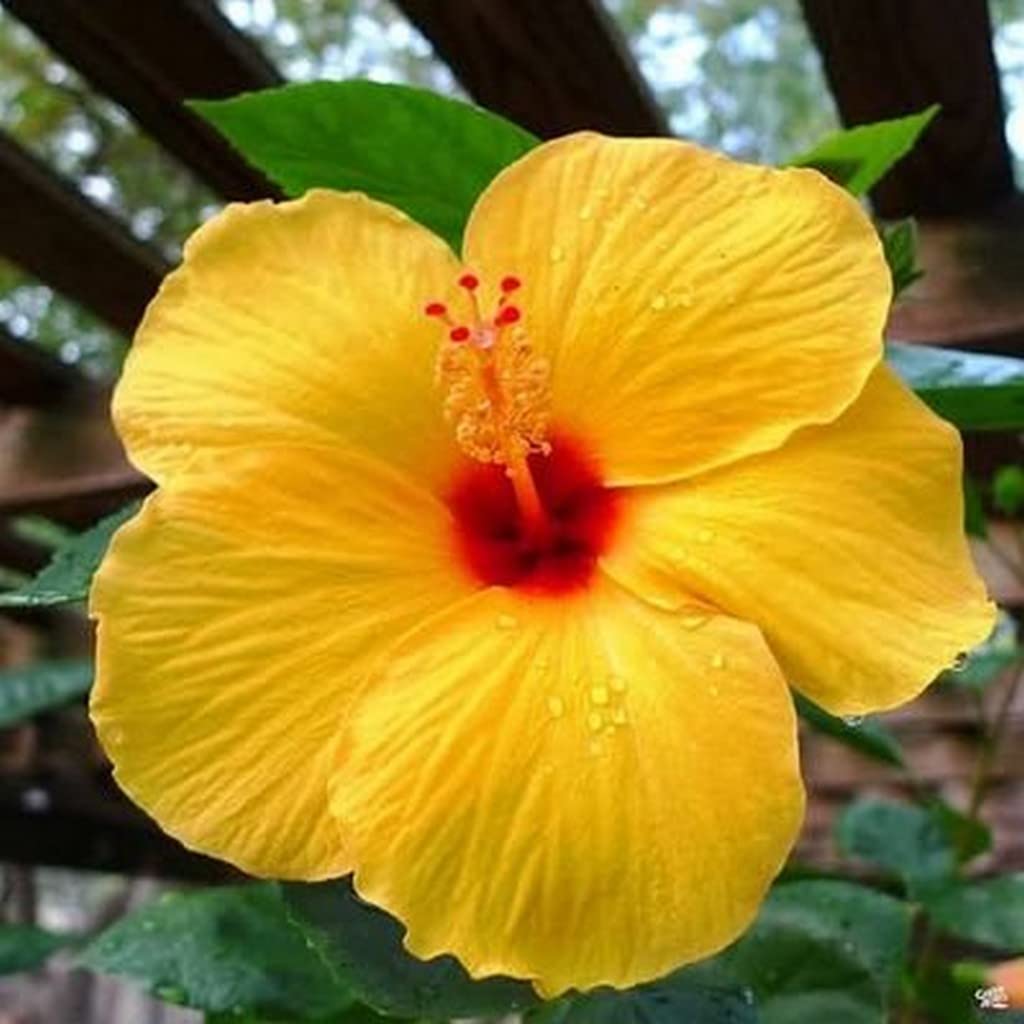 Creative Farmer Plant For Terrace Garden Hibiscus Rosa-Sinensis/Chinese Rose Shoe Black Best Exotic Floweing (Healthy Live Plant) (B09L59N97R) Amazon Price History, Amazon Price Tracker