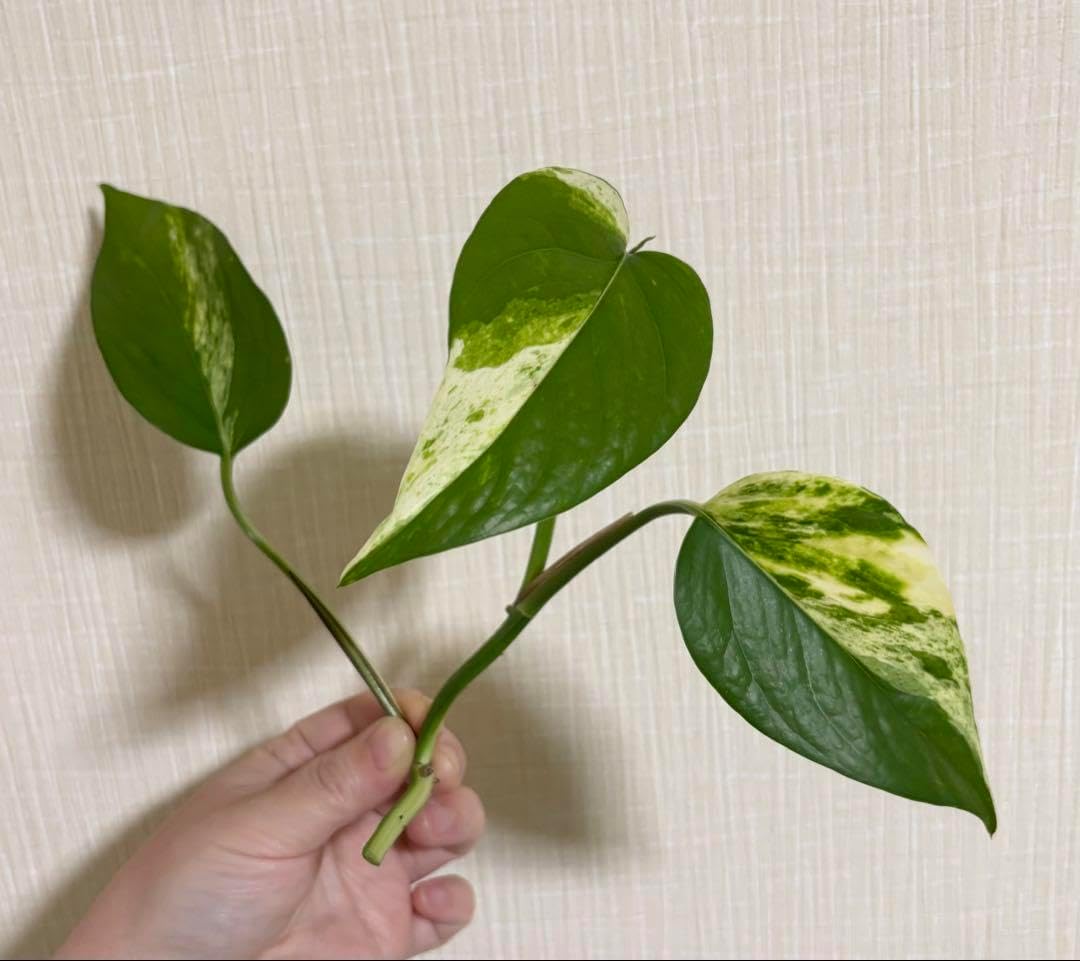 ドワーフアップルバナナ 矮性バナナ苗 1苗のみ。225㎝モンスター苗