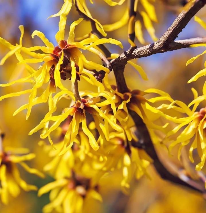 Hamamelis virginiana (American Witchhazel, Witch Hazel, Common Witchazel) Shrub Seeds, Fragrant Flowers, Tiny, Woody Fruits, Seeds by MySeeds.Co, You Choose The Amount (1 oz)