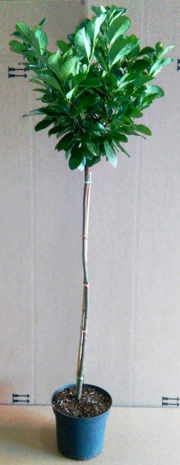 Kirschlorbeer Hochstamm - Prunus Rotundifolia, Hhe: 170-180 cm, immergrn  : Amazon.de: Garten