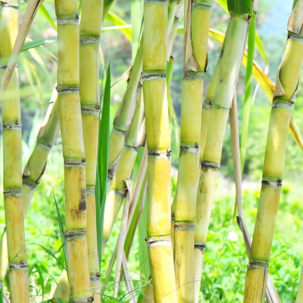 20 Green Sugarcane Plants Cuttings, 3-5" Sweet Edible Sugar Cane Stalks, Sugarcane Plant Cutting for Planting Outdoor Garden, No Ship to CA