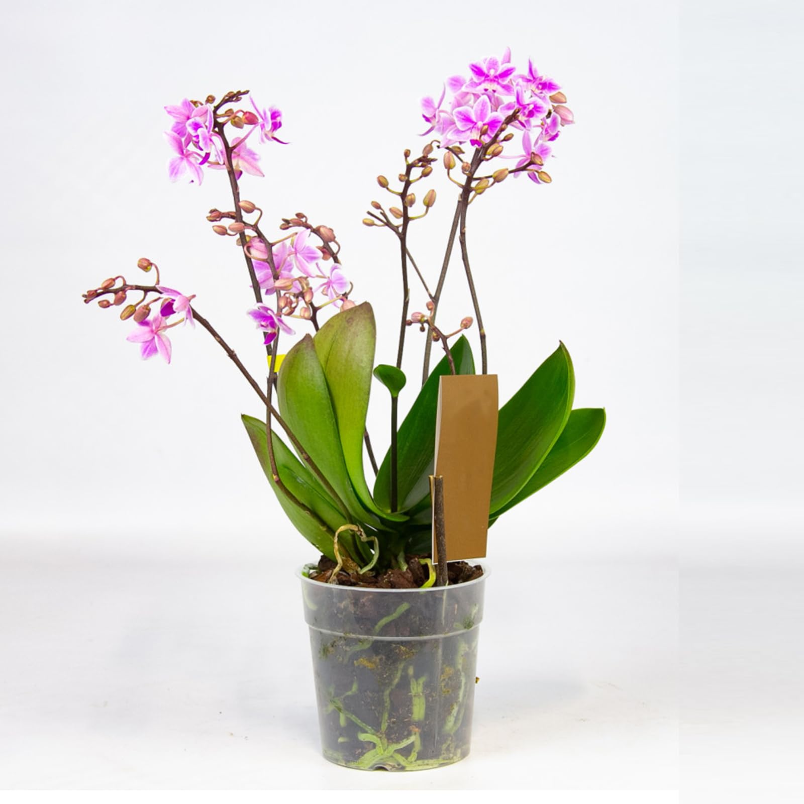 Toyvian 10 Stück Orchideen-Clips - Transparente Pflanzenhalter Für Stängel & Ranken