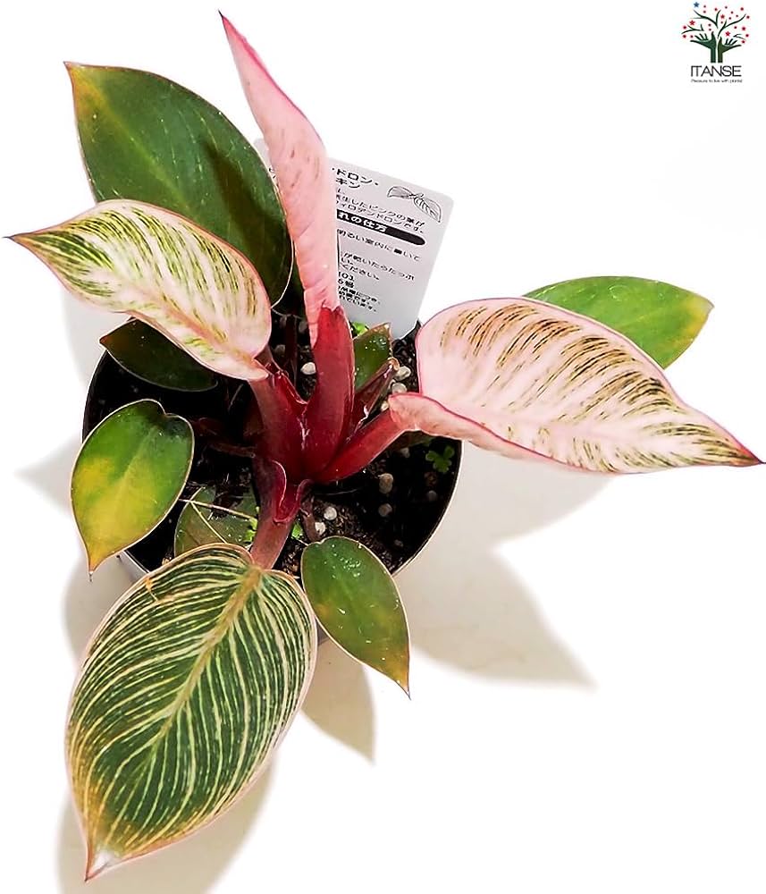 Amazon｜ITANSE フィロデンドロン ピンクバーキン 3号 1個売り