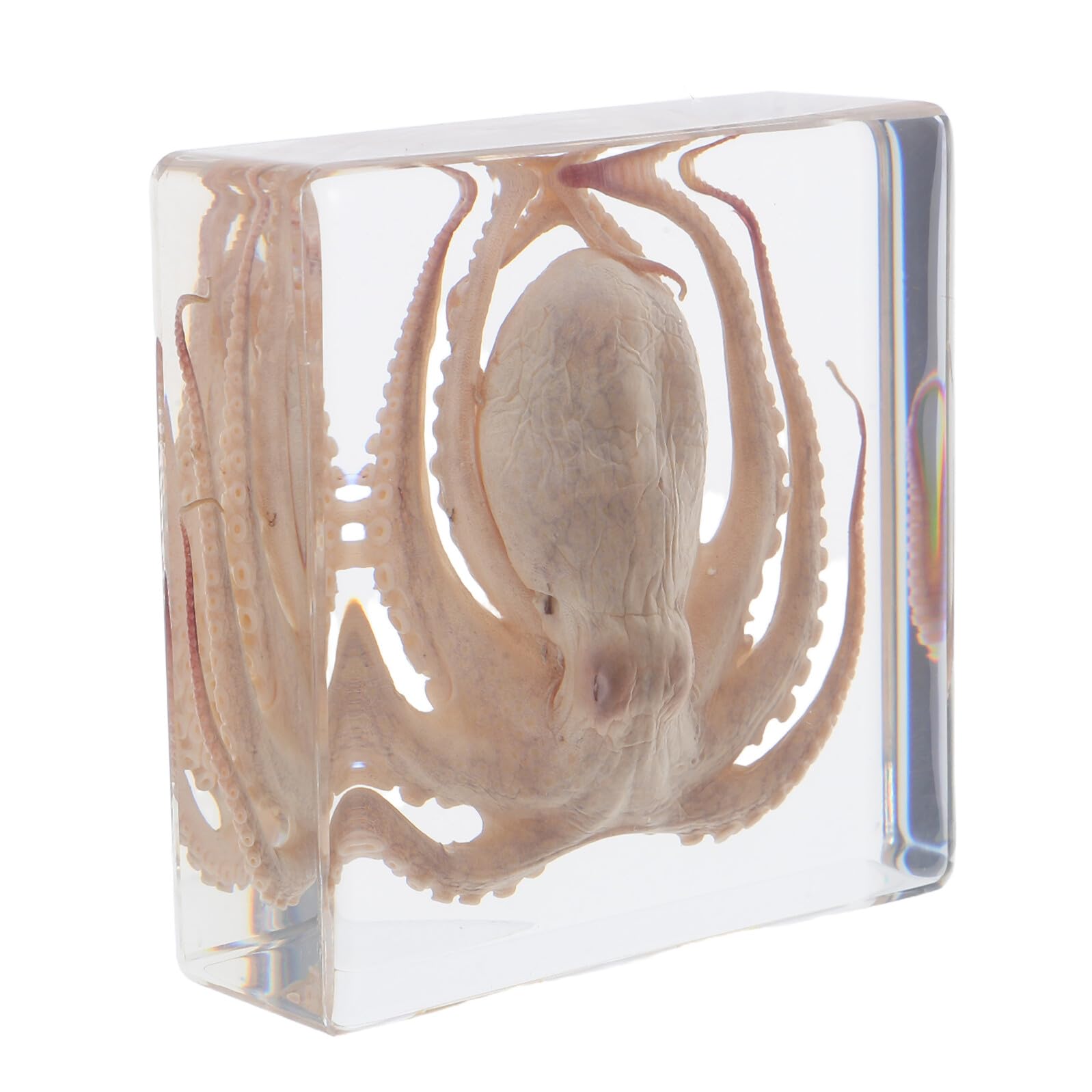 Specimen Design Creativo di Polpo in Resina per Educazione Scientifica e Aspetto Realistico 3" X 3" Decorazione da Scrivania per Ufficio e Collezione