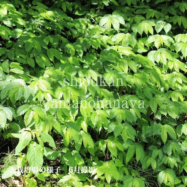 送料込 山菜苗 ミズ ウワバミソウ 素掘り苗１００株 Rachelbaptista Com Br