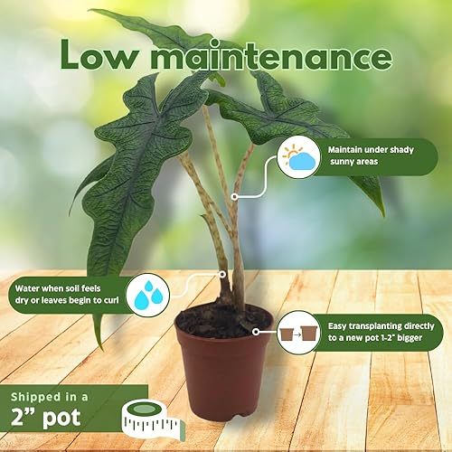 Miniatura 5 de BubbleBlooms Alocasia Jacklyn, Alocasia Tandurusa en maceta de 2 pulgadas