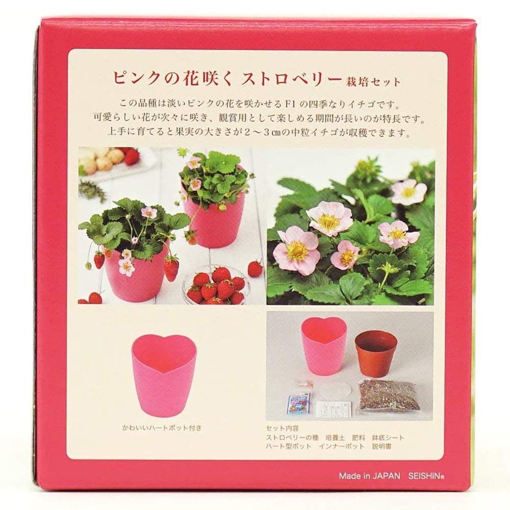 予約受付中※現品２つ♡春を育てる苺ポットP♡ Amazon｜ピンクの花咲くストロベリー 栽培キット 1個 室内栽培 四季