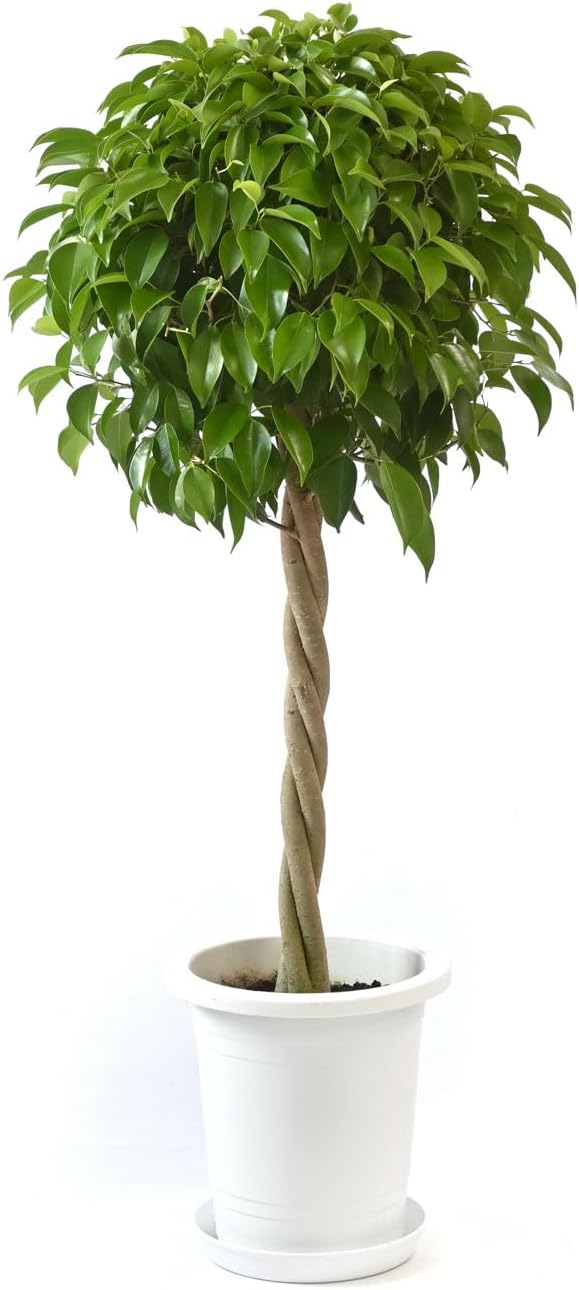 光触媒 人工観葉植物 ウォールグリーン フェイクグリーン トネリココ 光触媒 人工観葉植物 ウォールグリーン フェイクグリーン トネリココ