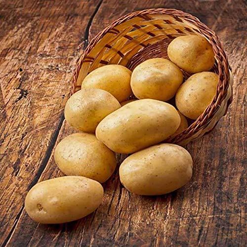 cioler 20pcs Potato Seeds Sweet Potato Seeds Home Garden Vegetable Plants Seeds One of the best known and popular potato varieties today.