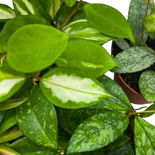 Miniatura 5 de BubbleBlooms Juego surtido de Hoya de alta calidad, 5 Hoyas de primera calidad diferentes en macetas de 4 pulgadas