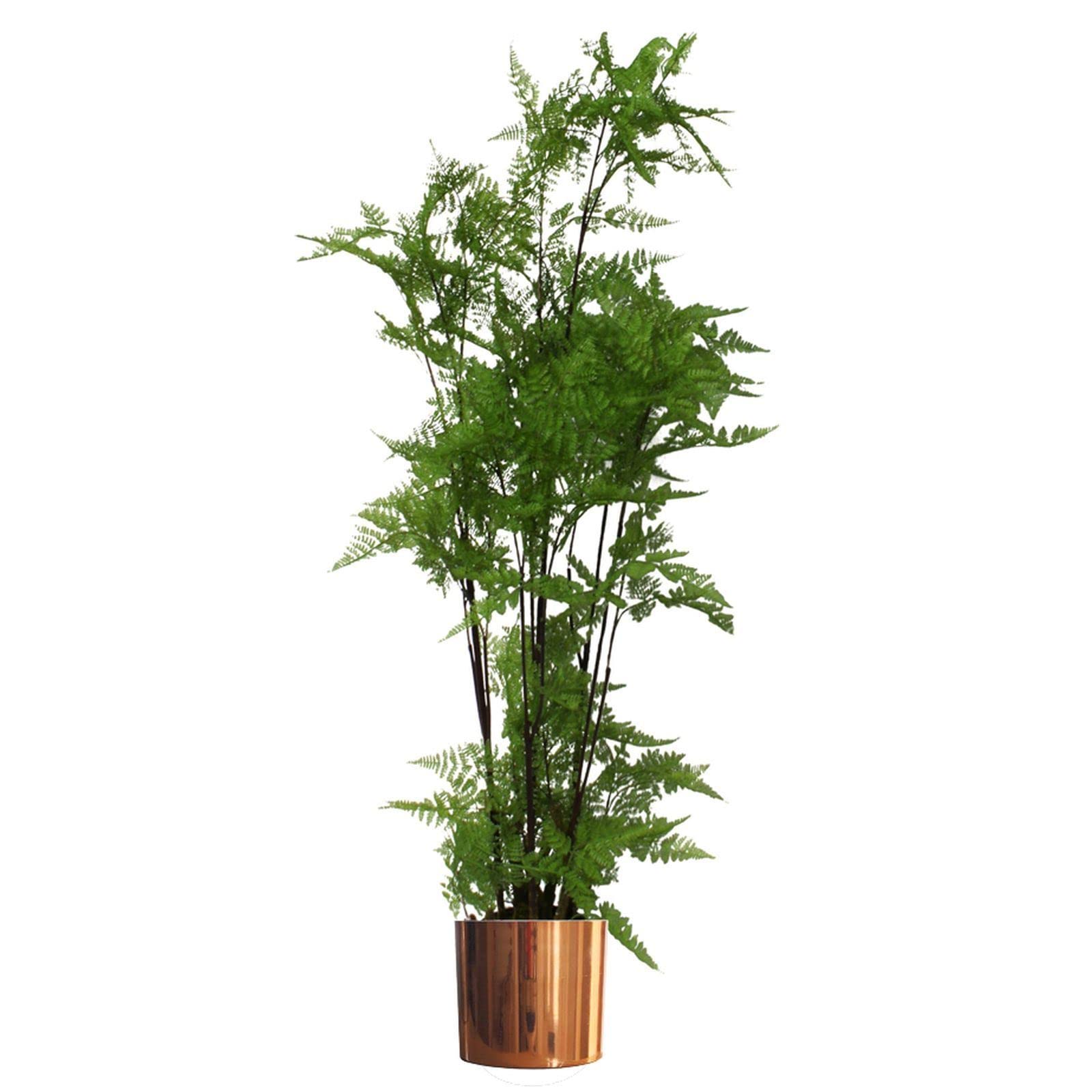 Botanik 4.9ft Artificial Fern Plant - Green - Copper Planter