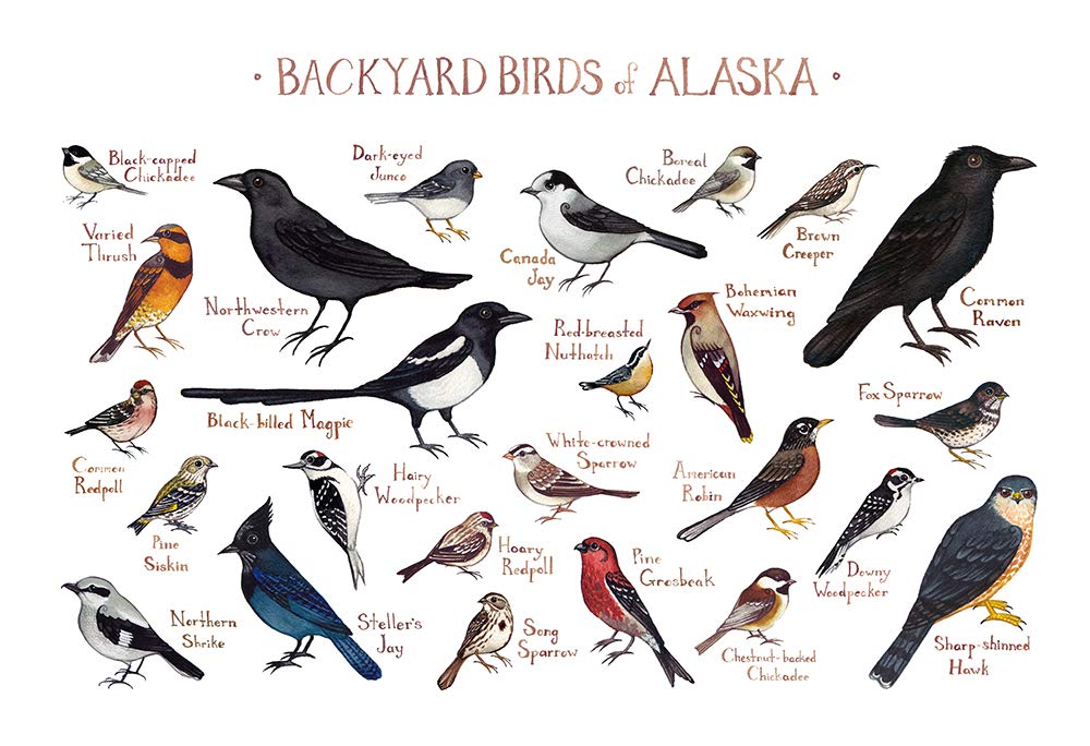 Buy Backyard Birds of Alaska Field Guide Art Print Online at desertcartUAE