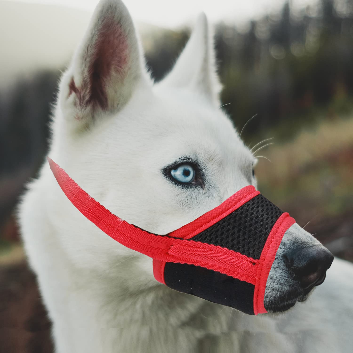 Why Do Dogs Mouth Turn Red