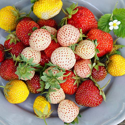 800+ Strawberry Seeds 400 White 300 Red And 100 Yellow Strawberry Seeds Mixed For Planting #TOP2