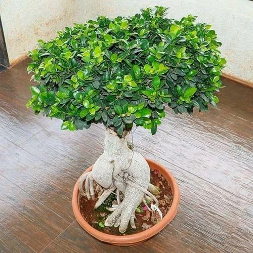 Ficus Ginseng Bonsai Live Plant Ficus Microcarpa Indoor Tree ol6 | Air Purifying, Lucky Plant, Easy Maintenance, Home & Office Decor, Pack of 1-image-49