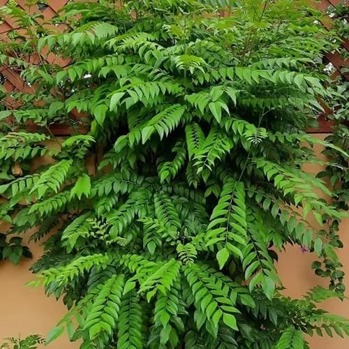 100pcs Curry Leaf Plant Seeds