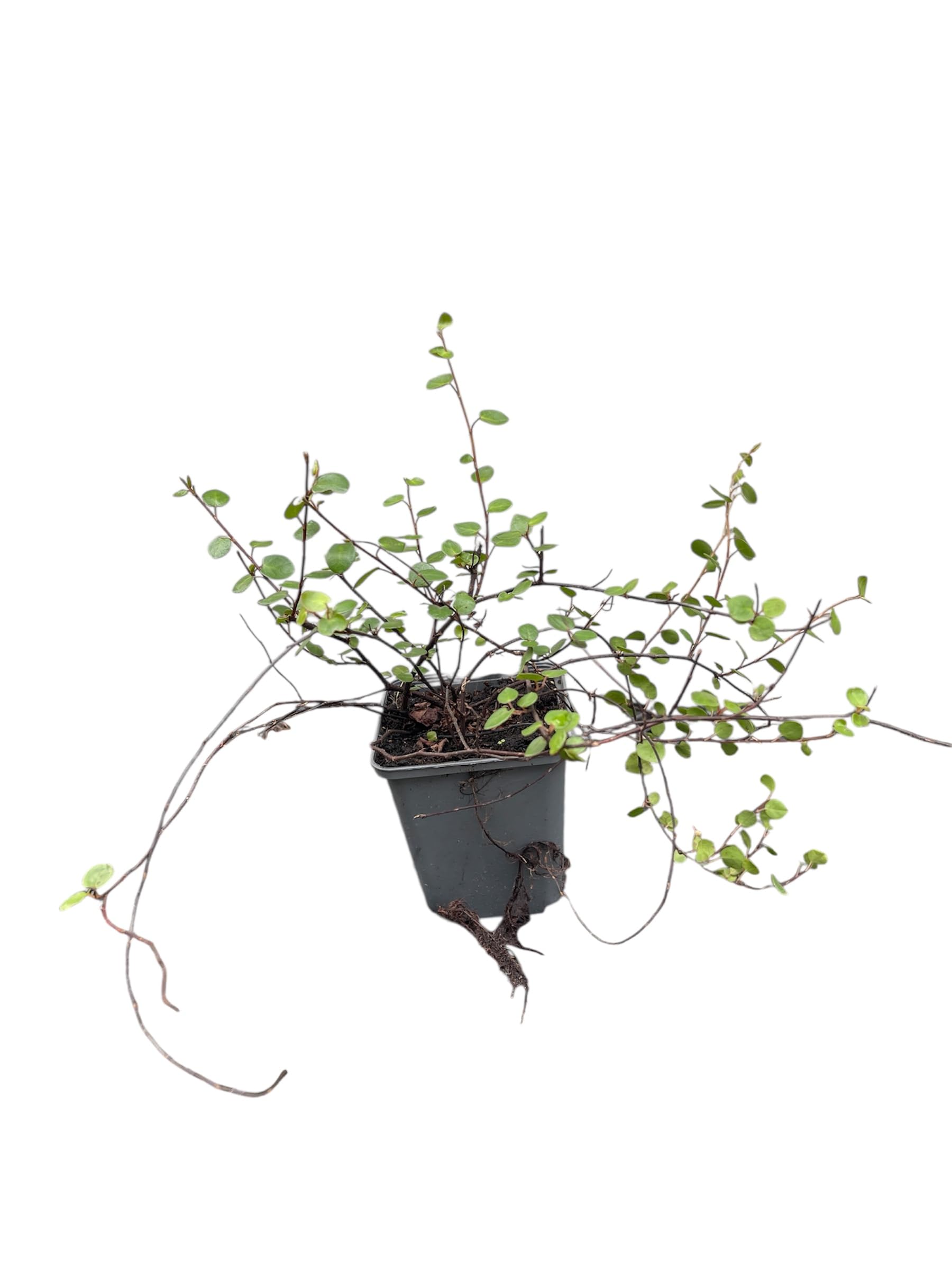 6x Muehlenbeckia - Muehlenbeckia axillaris (complexa) | pot 9 x 9 cm