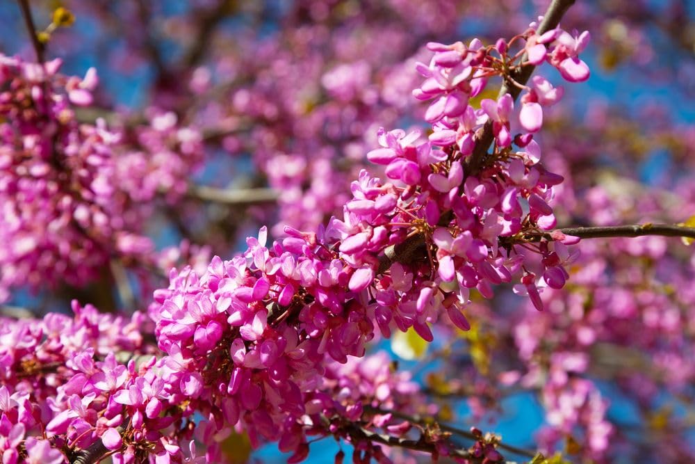 Neuer frischer 20-teiliger Judasbaum - Cercis siliquastrum - 40 Bonsai-Samen  - SELTENER BAUM : Amazon.de: Garten