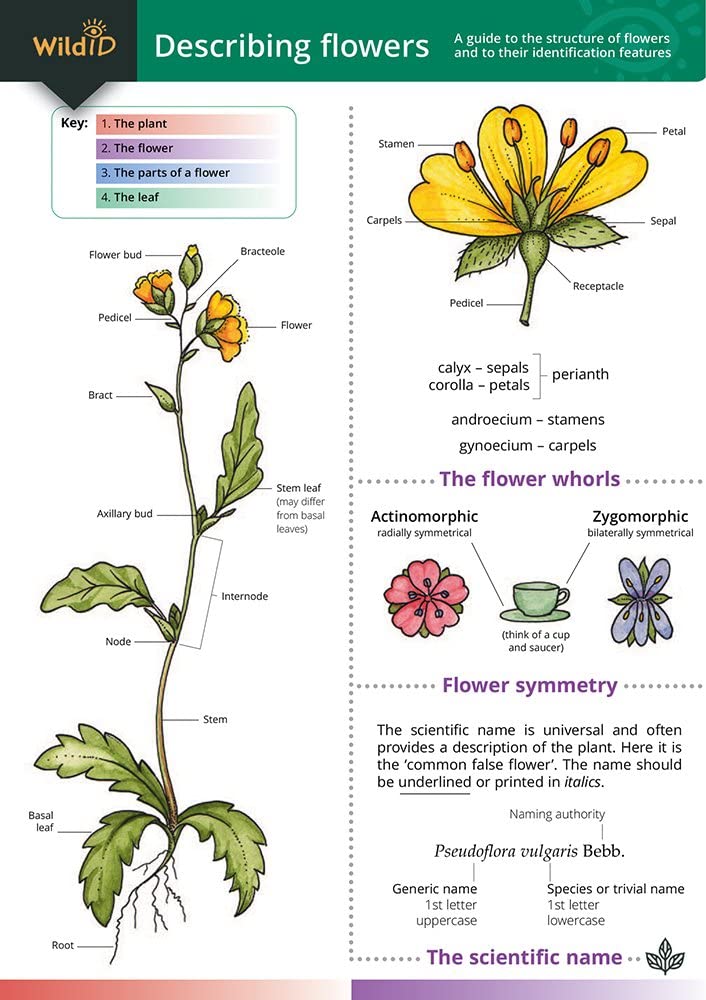 Describing Flowers (WildID)