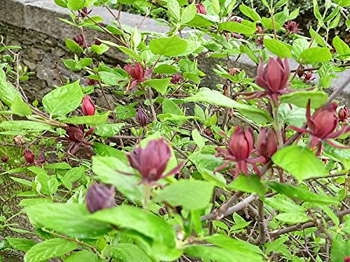10 Sweetshrub Carolina Allspice Fragrant Calycanthus Floridus Shrub Flower Seeds #TOP5