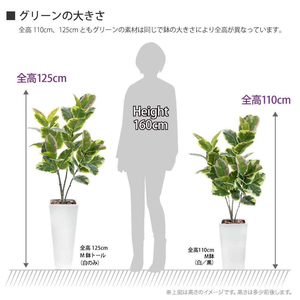 Amazon｜フェイクグリーン フィカス アルテシマ 115cm 白鉢（陶器製  
