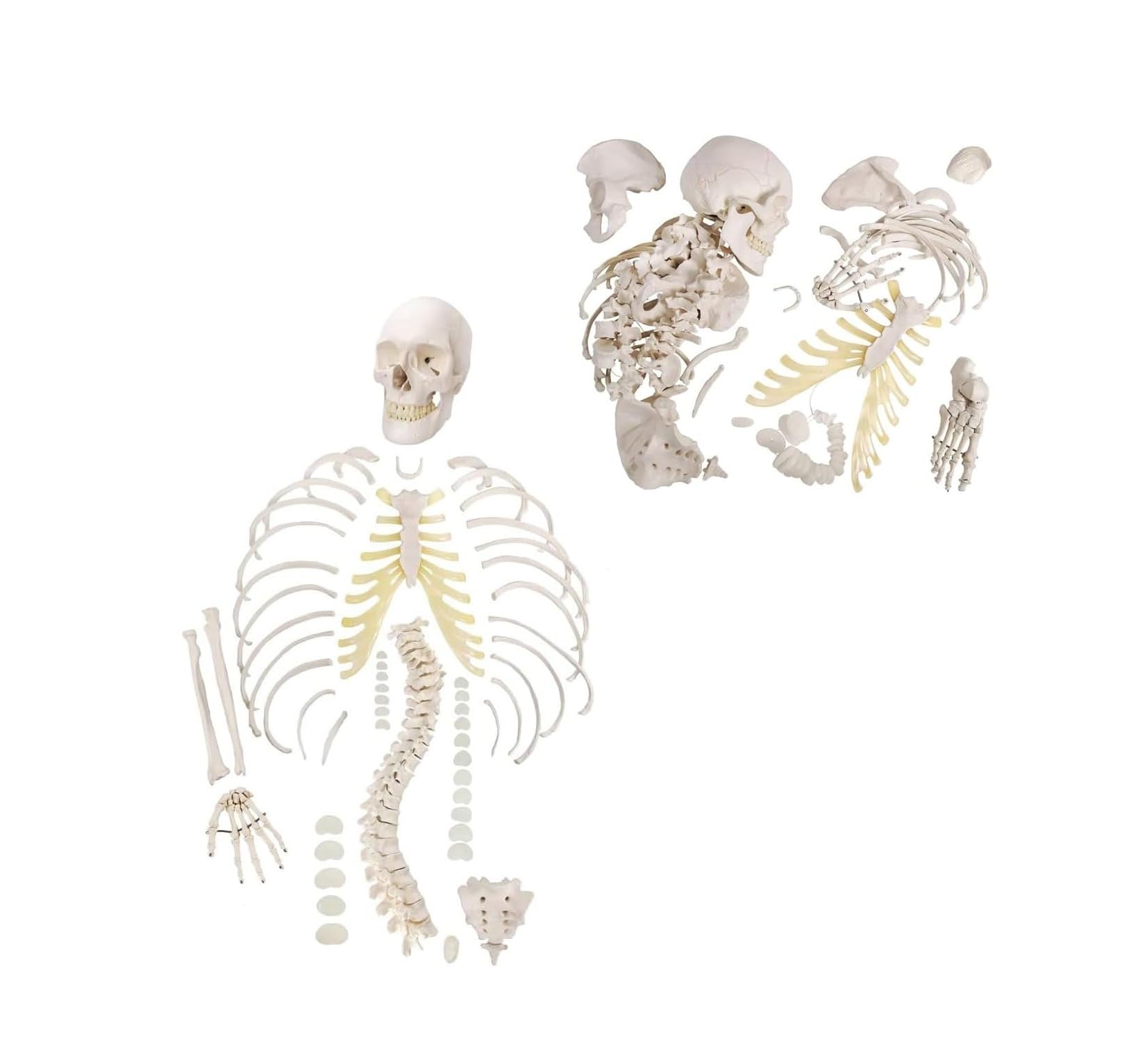Modello di scheletro umano disarticolato a grandezza naturale 1 set