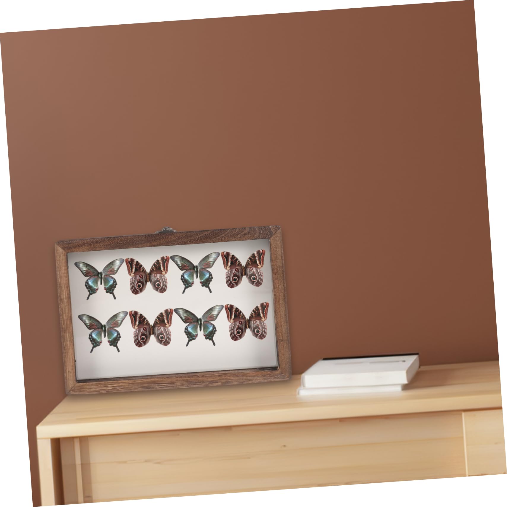 HOMOCONO 1 Set Flannel Wood Insect Specimen Display Holder Coffee Acrylic Display Plant Display Cases Wooden