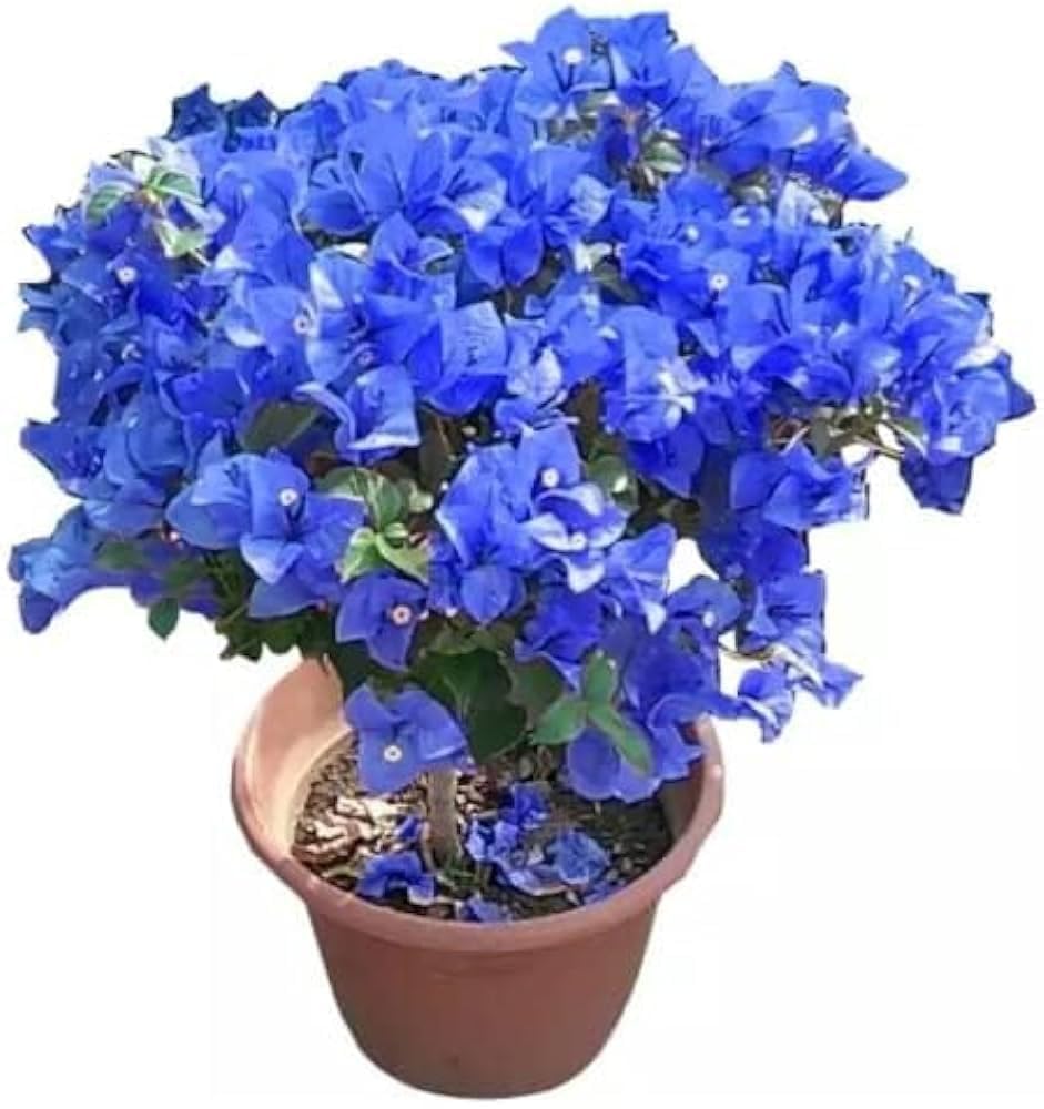 Generic Live Bougainvillea Bonsai Plant – Multi-Color Blooming Plant with Red, Pink, Yellow, White & Orange Flowers – Indoor/Outdoor for Home & Gardening Plant (Pack Of 1 With Out Pot) KG_2 (blue)-picture-12