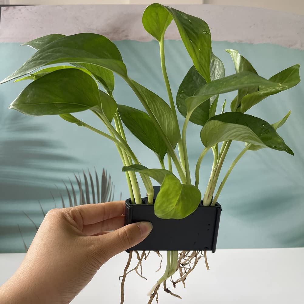 Pinafresa 2PCS Open Face Emerging Plant Holder, Aquarium Hanging Aquatic Plant Holder Fish Tank Decorations for Emersed Plants A - Image 2