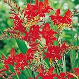 25 Crocosmia-Zwiebeln 'Lucifer' - Extra-Großpackung - Rote Sommerblumen für...
