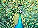 Cross & Glory Emerald Peacock Jigsaw Puzzle - 1000 Piece Adult Puzzle with Stunning Peacock Artwork | Challenging Puzzle for Animal Lovers Pieces for Lasting Fun and Display