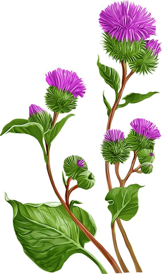 M.G ENTERPRISE Microrangoli Carrot 400 GMS en Printed Paper -MJ Art-DFH