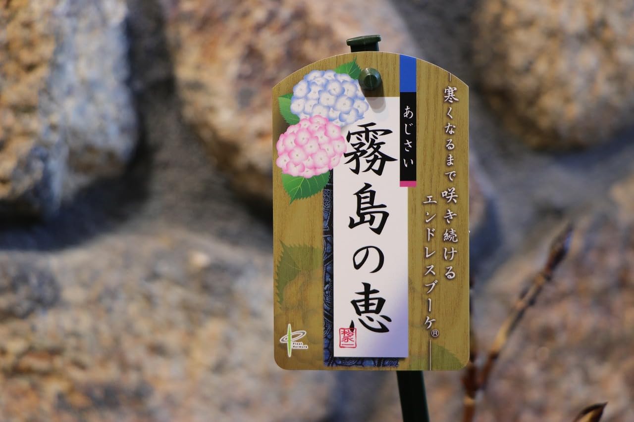 ナチュラリー７です♪3点セット霧島の恵　紫陽花　アジサイ　苗　苗木　5号鉢 楽天市場】【開花株】アジサイ（紫陽花・あじさい） 霧島の恵