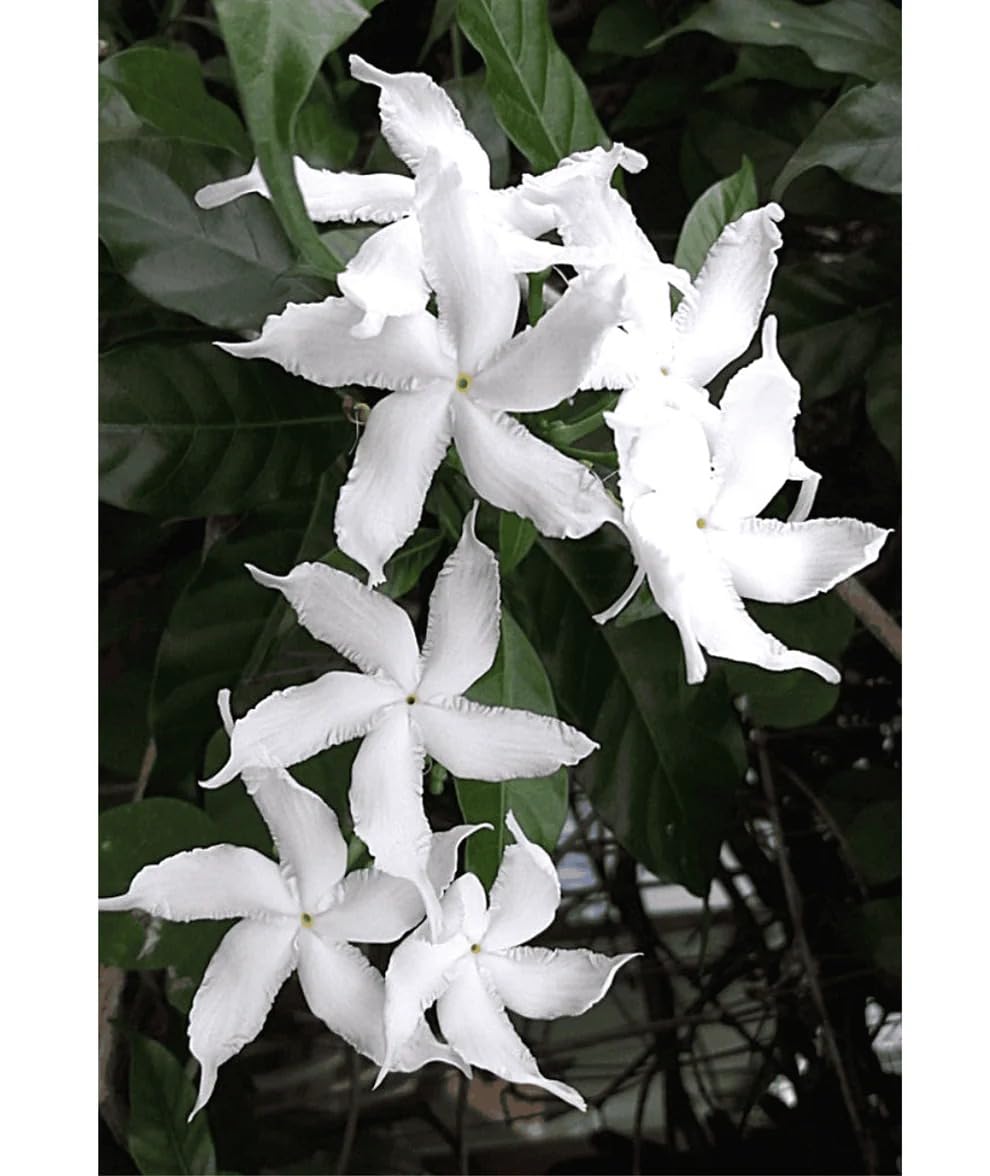 Chandni White Flower Live Plant with Pot | Ornamental Blooming Plant | Indoor & Outdoor Home Garden, Balcony, Terrace Decorative Plant â€“ Pack of 1-image-33