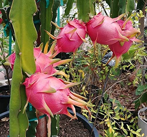 25pcs ajuga reptans Plant Seeds