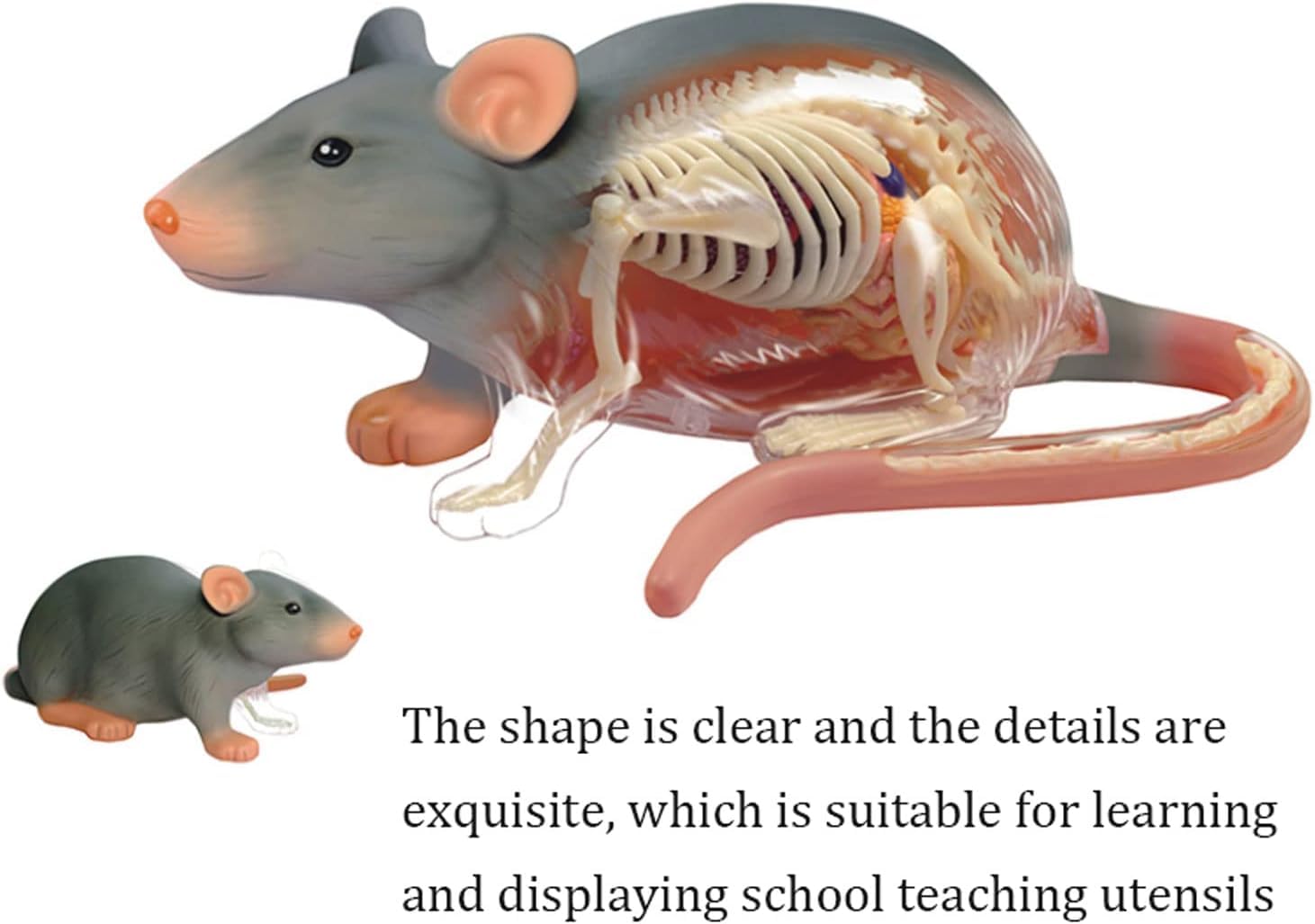 Modelo de enseñanza, Modelo de anatomía Animal, Modelo anatómico de ratón 4D 29 órganos y Partes del Cuerpo Desmontables Grandes Regalos para educación Medicina Veterinarios Exquis