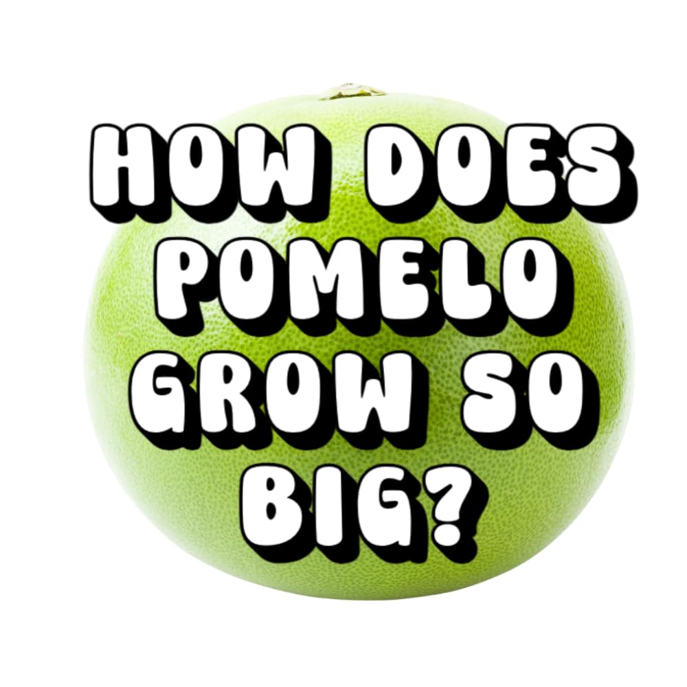 How Does Pomelo Grow So Big?