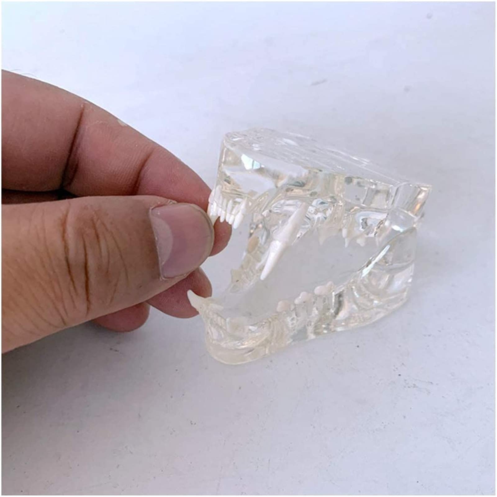 Przezroczysty model zębów kota - Medyczny anatomiczny model zębów kota - Model anatomiczny Kryształowe zęby kota - do prezentacji w laboratorium weterynaryjnym Materiały dydaktyczne