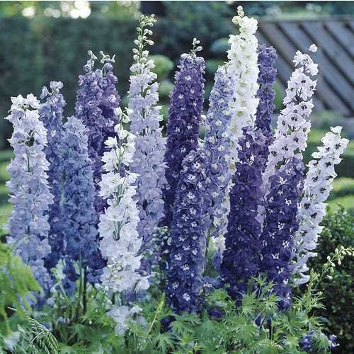 Delphinium Pacífico Hyb Deluxe Mezcla x20 semillas frescas