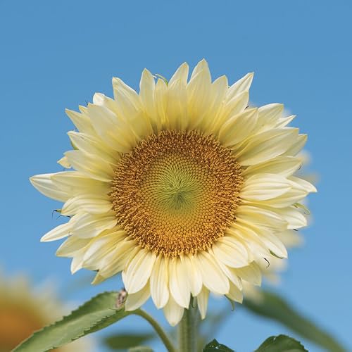 White Light Sunflower Seeds for Planting