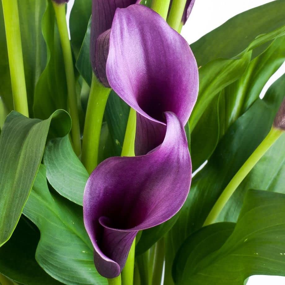 Zantedeschia Calla Lily Flower Bulbs Plant Live Pack of 2 bulbs By Zabbus purple (B0BT368KQV) Amazon Price History, Amazon Price Tracker
