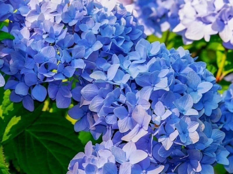 Image of Hydrangea Blue Live Flowering Plant with Pot | Hortensia Plant Live | Blue Hydrangea Shrub for Home Garden Balcony Terrace Outdoor
