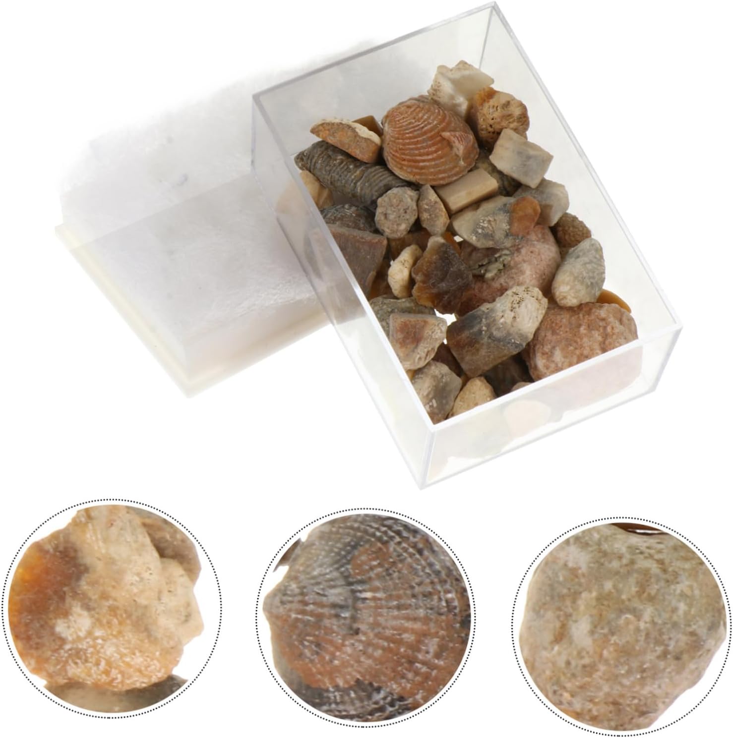 Natural Stone Specimen Collection for Teaching Decoration Mixed Ore Kit Educational Tool for Boys and Girls Home